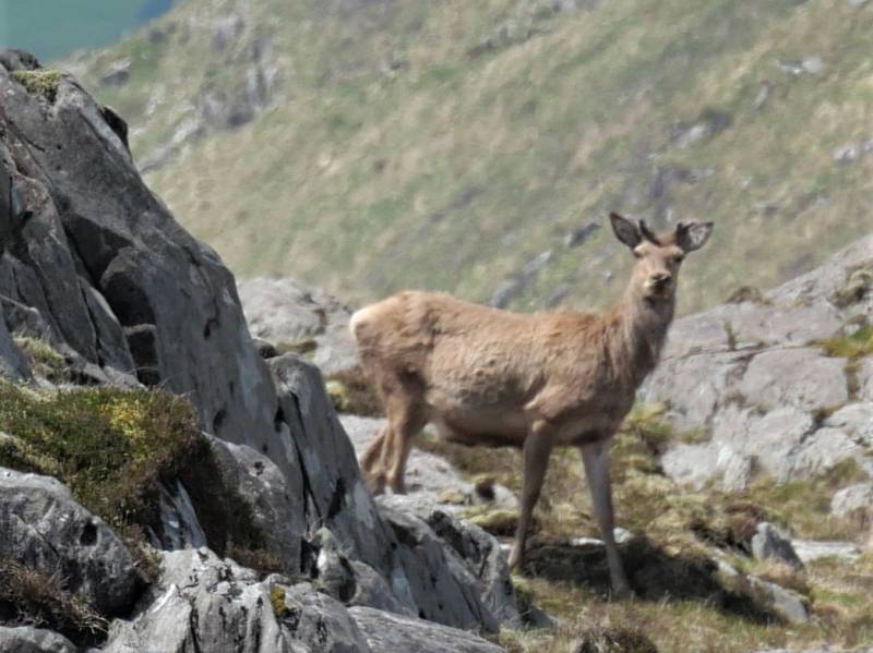 MountainViews.ie picture 4 for track/3808 