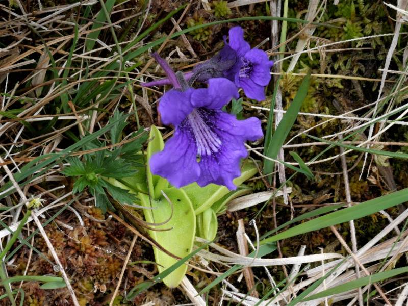 MountainViews.ie picture 2 for track/3808 