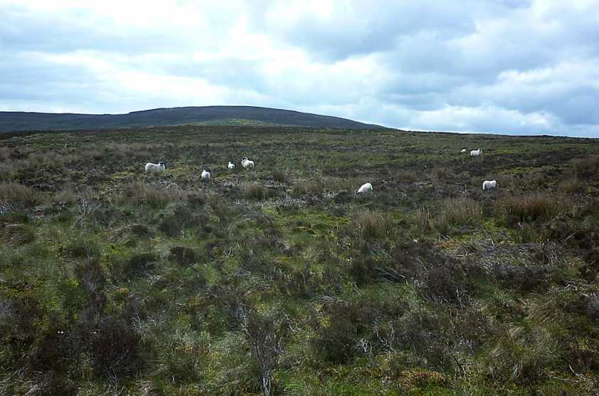             MountainViews.ie picture about Fir Mountain            