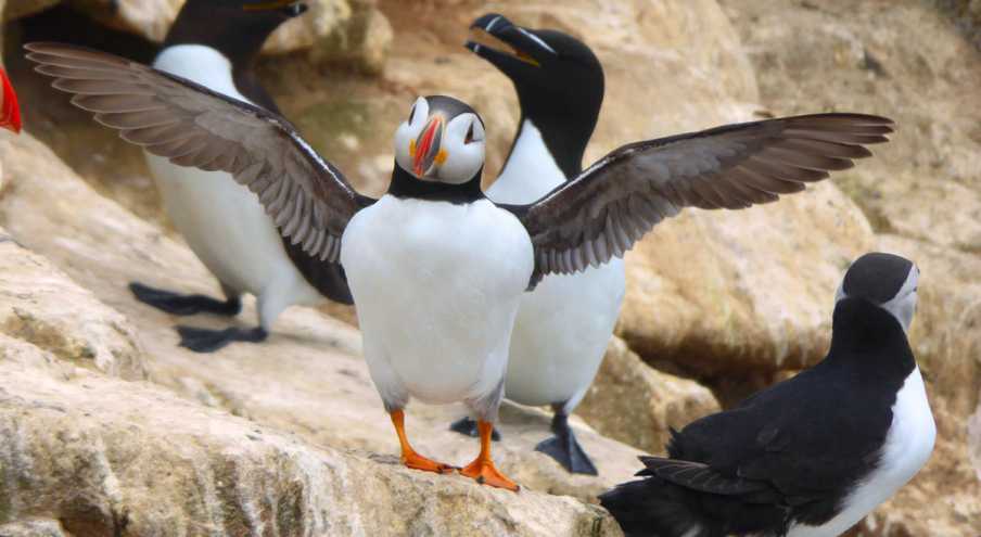             MountainViews.ie picture about Great Saltee Island (An Sailte Mór)            