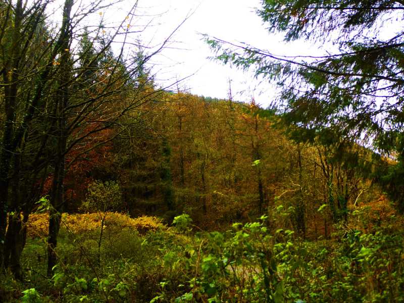             MountainViews.ie picture about Gortagarry            