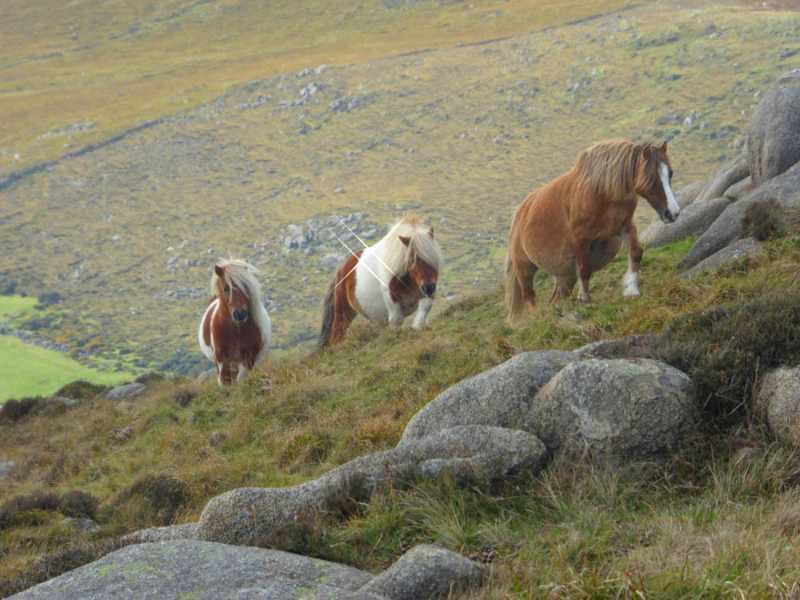             MountainViews.ie picture about Rocky Mountain (Sliabh na gCloch)            